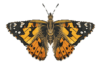 Fly Flying Sticker