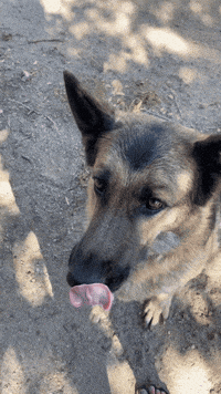 WoofWell dogs tasty bacon treats GIF