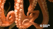 red octopus GIF by Monterey Bay Aquarium