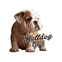 English Bulldog Dog Sticker by bulldogclub