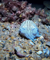 Diver Has First Encounter With Pajama Squid