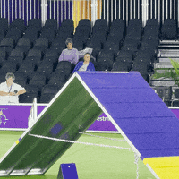 Westminster Dog Show Puppy GIF by Westminster Kennel Club