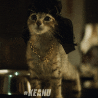 cat sparkle GIF by Keanu Movie
