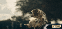 cat flying GIF by Keanu Movie