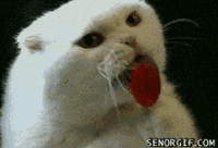 funny cat GIF