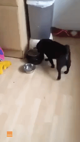 Pug Needs Constant Praise While Eating