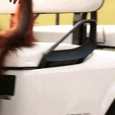Ryder Cup Baby GIF