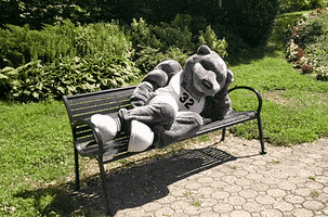 Mascot Bears GIF by St. Joseph's University New York