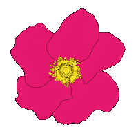 rose flower Sticker by Waltermedia