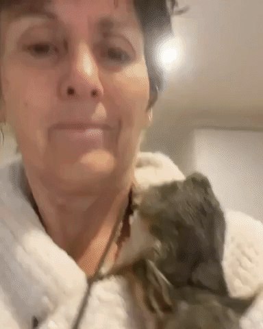 Australian Possum Joeys Cling to Carer While Waiting for Breakfast