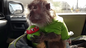 Pet Monkey Enjoys a Trip in the Car Seat