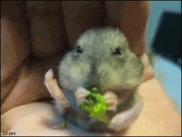 hungry foodie GIF