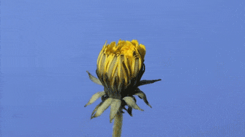Flower GIF