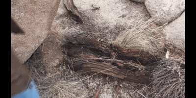 Education Biology GIF by DIIMSA Stock