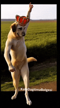 Dog Twerk GIF