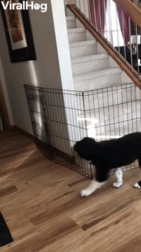 Puppy Outsmarts Owner