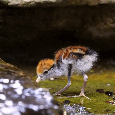 Baby Animals Chicks GIF by Storyful