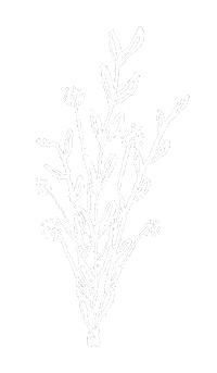 Bouquet Blumenstrauss Sticker by Jule Scherer Schrift & Design