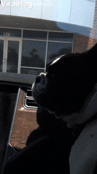Frenchie Likes to Scream