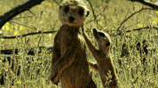 GIF by PBS