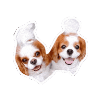 Cavalierkingcharlesspaniel Sticker