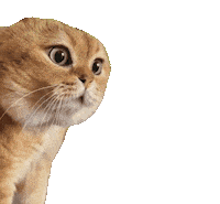 Sticker ねこ Sticker by Japan