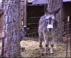 Goat Jumping GIF