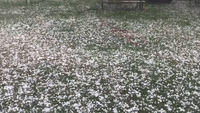 'Quarter-Size' Hail Falls During Storm in Carlsbad, New Mexico