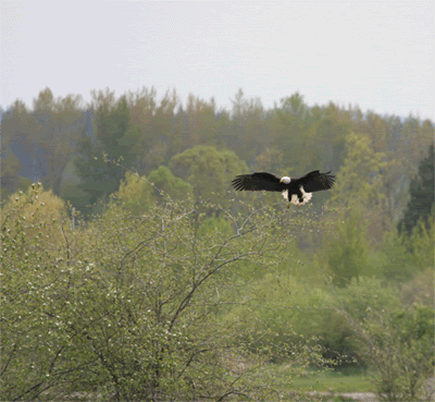 landing GIF