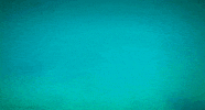 humboldt penguin bird GIF by Head Like an Orange