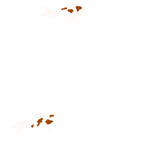 Coi Fish Sticker