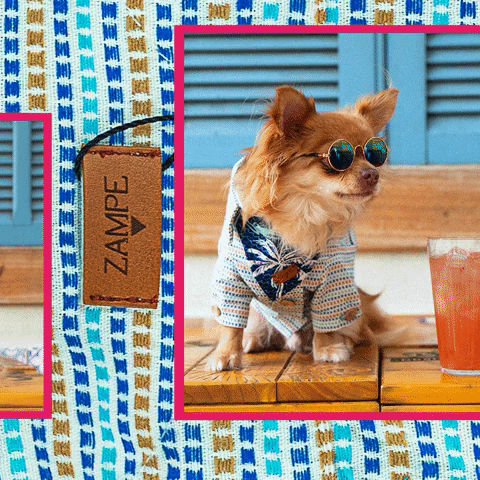 Dog Fashion GIF by ZAMPE pet apparel