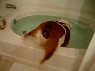 Dog Bath GIF