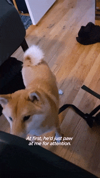 Best Friends Cat GIF by The Dodo
