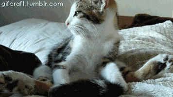 cat yoga GIF