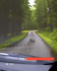 Wake Up Call Exit GIF by FIA World Rally Championship