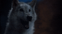 My Dog