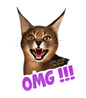 VIPLEO cat котенок cattery питомец Sticker