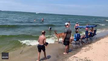 Michigan Beachgoers Surprised to Find Deer Enjoying Some Sun