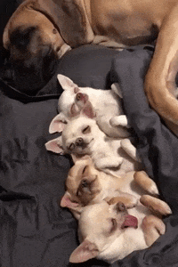 dog sleeping GIF by JustViral.Net
