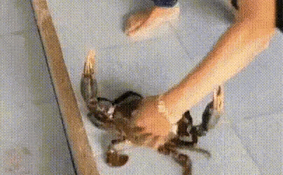 yj_jane giphygifmaker GIF