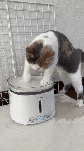 cuteanimalland giphyupload GIF