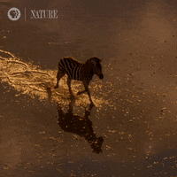 Pbs Nature Animales GIF by Nature on PBS