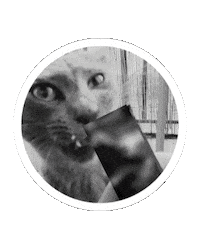 Cat Licking Sticker