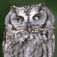 Wink What GIF by Oregon Zoo