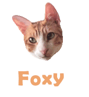 Cat Ginger Sticker