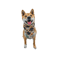 Shiba Inu Dragon Sticker by Geekster Pets