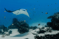 scubajunkiesipadan  GIF