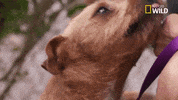 pupparazzi puppy potty face GIF by Nat Geo Wild
