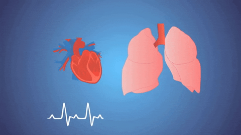 heart lungs GIF by Harvard Medical School